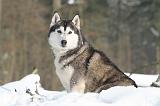 SIBERIAN HUSKY 200